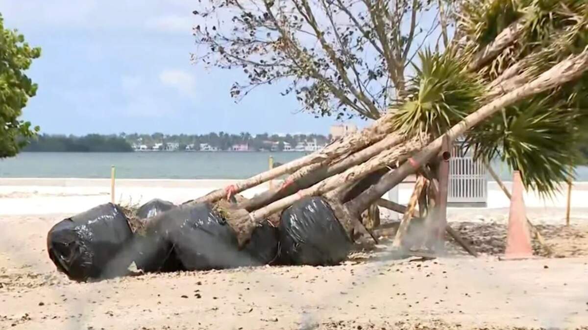 Miami residents argue the city is allowing too many trees to be cut down, raising concerns about environmental and quality-of-life impacts across neighborhoods. Miami residents argue the city is allowing too many trees to be cut down, raising concerns about environmental and quality-of-life impacts across neighborhoods.